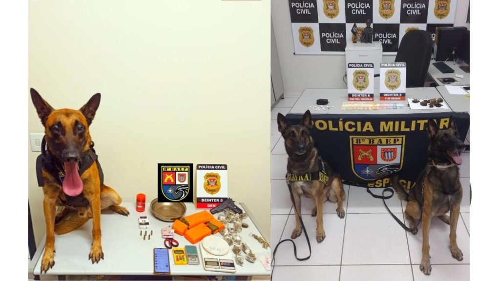 Operação com BAEP Canil de Assis prende suspeitos e apreende drogas e munições em Presidente Prudente e Primavera. Veja detalhes da ação.