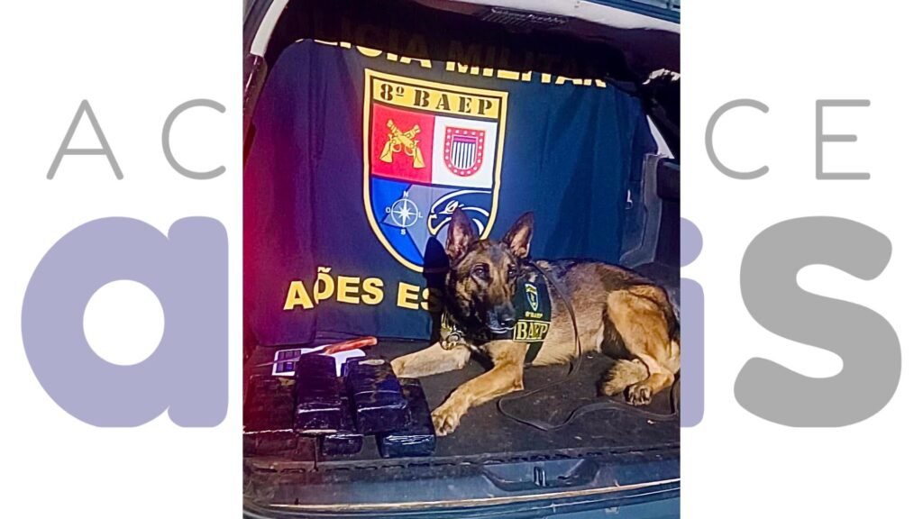 BAEP apreende cinco quilos de maconha com apoio de cão farejador em Presidente Prudente. Suspeito foi preso e levado à delegacia.
