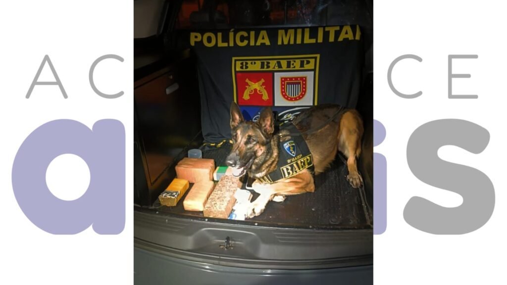BAEP apreende 4 kg de maconha escondidos em guarda-roupa em Martinópolis. Ação com apoio do Canil resultou em prisão de suspeito. Saiba mais.