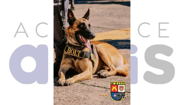 #08-10-baep-canil-assis-prisao-foragido