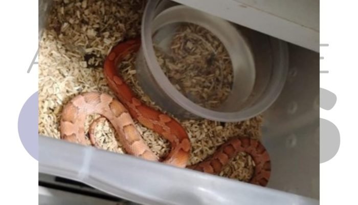 #14-01-operacao-corn-snake-assis-apreensao-cobras-ovos-policia-civil