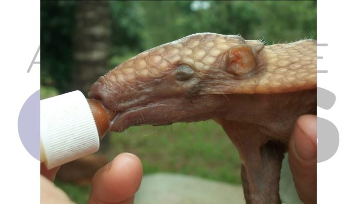 #14-01-polemica-apass-prefeitura-assis-fernando-sirchia-orcamento-loa