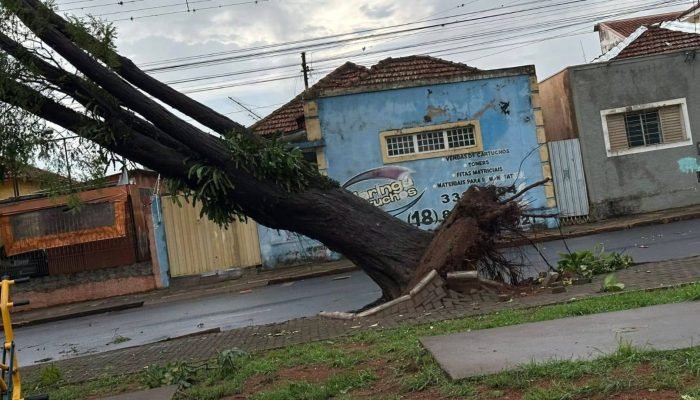 #2-11-estragos-chuva-centro-assis-arvores-caidas