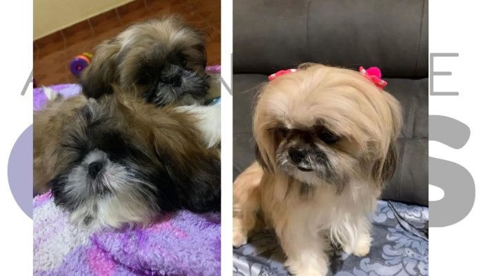 23-07-cachorrinhos-desaparecidos-ameistista-safira-chico-vila-ribeiro-assis