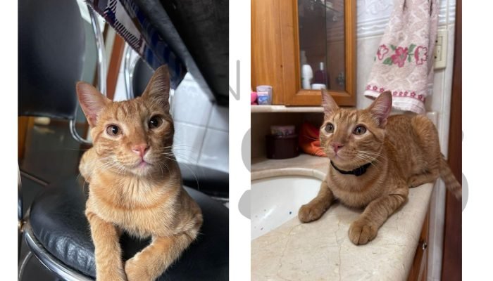 #31-12-gato-perdido-otto-miguel-assis