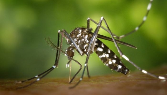 MOSQUITO-DENGUE-e1635335000273