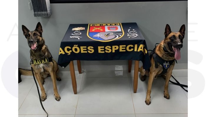 baep-localiza-26-porcoes-de-crack-candido-mota-abril-2025