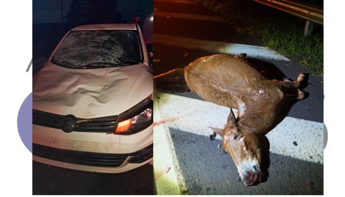 capa-atropelamento-animal-rodovia-acesso-assis-09-junho-2025