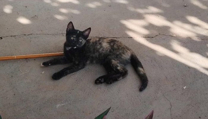 capa-gatinhos-para-adoção-em-assis-maio2025