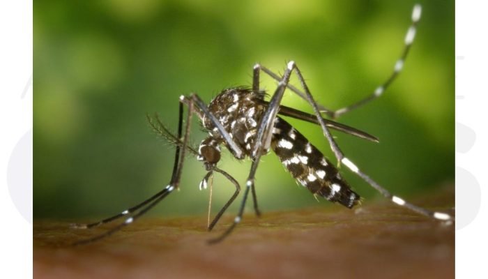 dengue-assis-obitos-casos-confirmados-abril2025