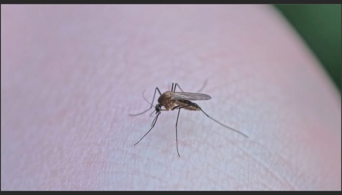 dengue-centro-oeste-paulista-2025-casos-mortes